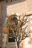 Arbre sur fentre