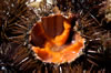 Corail d'oursin