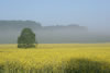 Brume sur colza