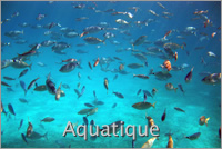 Aquatique